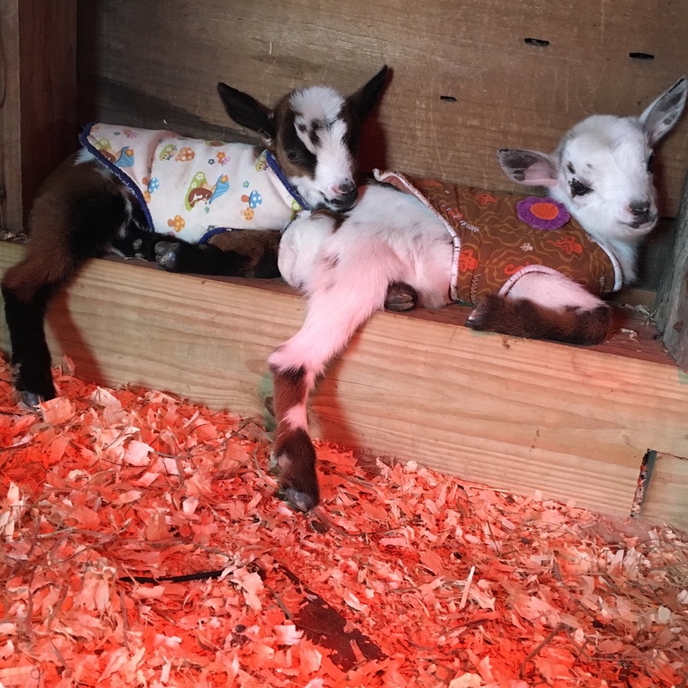 Meet your Posher, Larissa